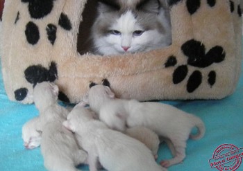 chatons - Chatterie Ragdolls du Val de Beauvoir